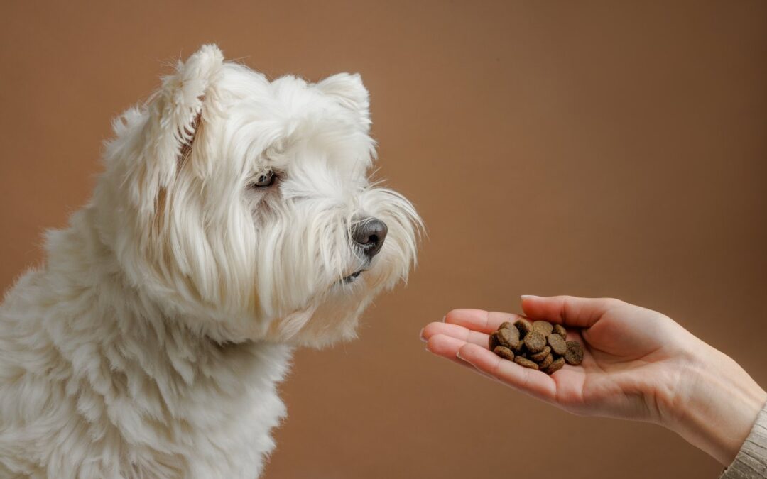 Jak czytać skład karmy dla psa i rozumieć etykiety